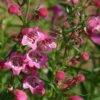 Red Rocks® Penstemon -High Country Gardens Sales penstemon mexicali red rocks 75796p 2