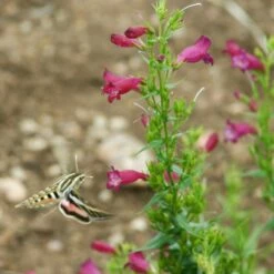 Red Rocks® Penstemon -High Country Gardens Sales penstemon mexicali red rocks garnet w sphinx pat hayward plant select cropped