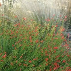 Pineleaf Penstemon 8 Pineleaf Penstemon -High Country Gardens Sales penstemon pinifolious with nassella cropped