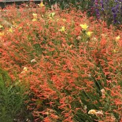 Luminous Pineleaf Penstemon -High Country Gardens Sales penstemon pinifolius luminous