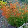 Luminous Pineleaf Penstemon -High Country Gardens Sales penstemon pinnifolius luminous cc 1 2