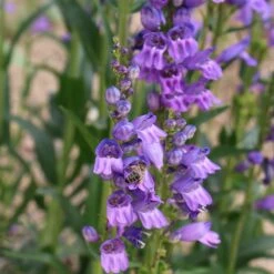 Rocky Mountain Penstemon -High Country Gardens Sales penstemon strictus 2