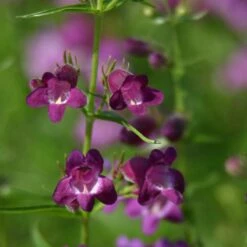 Pike's Peak Purple® Penstemon -High Country Gardens Sales penstemon x mexicali pikes peak purple pathayward plant select cropped