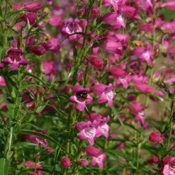 Red Rocks® Penstemon -High Country Gardens Sales penstemon x mexicali red rocks 21 plant select 1
