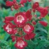 Rubycunda Penstemon 1 Rubycunda Penstemon -High Country Gardens Sales penstemon barbatus rubycunda 75802 web