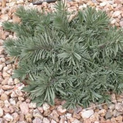 Blue Lips Penstemon -High Country Gardens Sales penstemon blue lips 78798 3 web