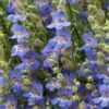 Blue Lips Penstemon -High Country Gardens Sales penstemon blue lips 78798 4 web