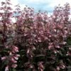 Dark Towers Penstemon 2 Dark Towers Penstemon -High Country Gardens Sales penstemon dark towers 1b
