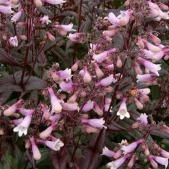 Dark Towers Penstemon -High Country Gardens Sales penstemon dark towers 2b