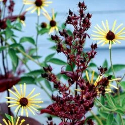 Dark Towers Penstemon -High Country Gardens Sales penstemon dark towers 3b