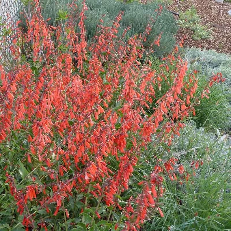 Firecracker Penstemon Richfield Strain 4 Firecracker Penstemon Richfield Strain - Image 2
