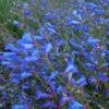 Electric Blue Penstemon 2 Electric Blue Penstemon -High Country Gardens Sales penstemon heterophyllus electric blue 1 2