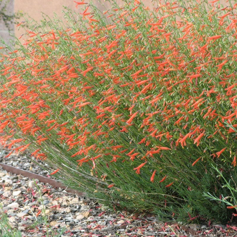 Pineleaf Penstemon 3 Pineleaf Penstemon