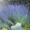August Afternoons Pre-Planned Garden 2 August Afternoons Pre-Planned Garden -High Country Gardens Sales perovskia russian sage