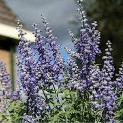 Lacey Blue Russian Sage -High Country Gardens Sales perovskia atriplicifolia lacy blue 76615 2 web