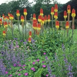 Pfitzer Red Hot Poker Mix -High Country Gardens Sales pfitzer red hot poker