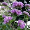 Kashmir False Sage (Phlomis) -High Country Gardens Sales phlomis cashmeriana plant select cropped