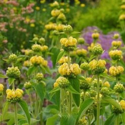Hardy Jerusalem Sage (Phlomis) -High Country Gardens Sales phlomis russeliana lampwick plant jerusalum sage 2