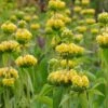 Hardy Jerusalem Sage (Phlomis) -High Country Gardens Sales phlomis russeliana lampwick plant jerusalum sage 3