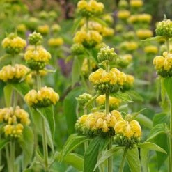 Hardy Jerusalem Sage (Phlomis)
