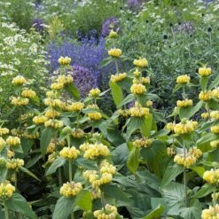 Hardy Jerusalem Sage (Phlomis) -High Country Gardens Sales phlomis russeliana lampwick plant jerusalum sage 4
