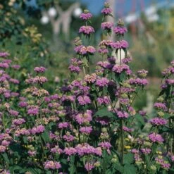 Kashmir False Sage (Phlomis) 9 Kashmir False Sage (Phlomis) -High Country Gardens Sales phlomis cashmeriana 77103 3 web