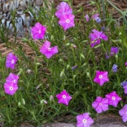 Perfect Pink Santa Fe Phlox -High Country Gardens Sales phlox nana perfect pink 1