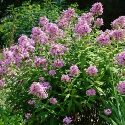 Jeana Garden Phlox -High Country Gardens Sales phlox paniculata jeana flowers