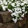 Snowflake Creeping Phlox 1 Snowflake Creeping Phlox -High Country Gardens Sales phlox subulata snowflake 1