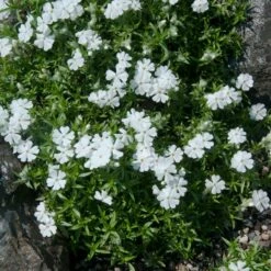 Snowflake Creeping Phlox -High Country Gardens Sales phlox subulata snowflake 2