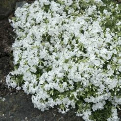 Snowflake Creeping Phlox -High Country Gardens Sales phlox subulata snowflake 3