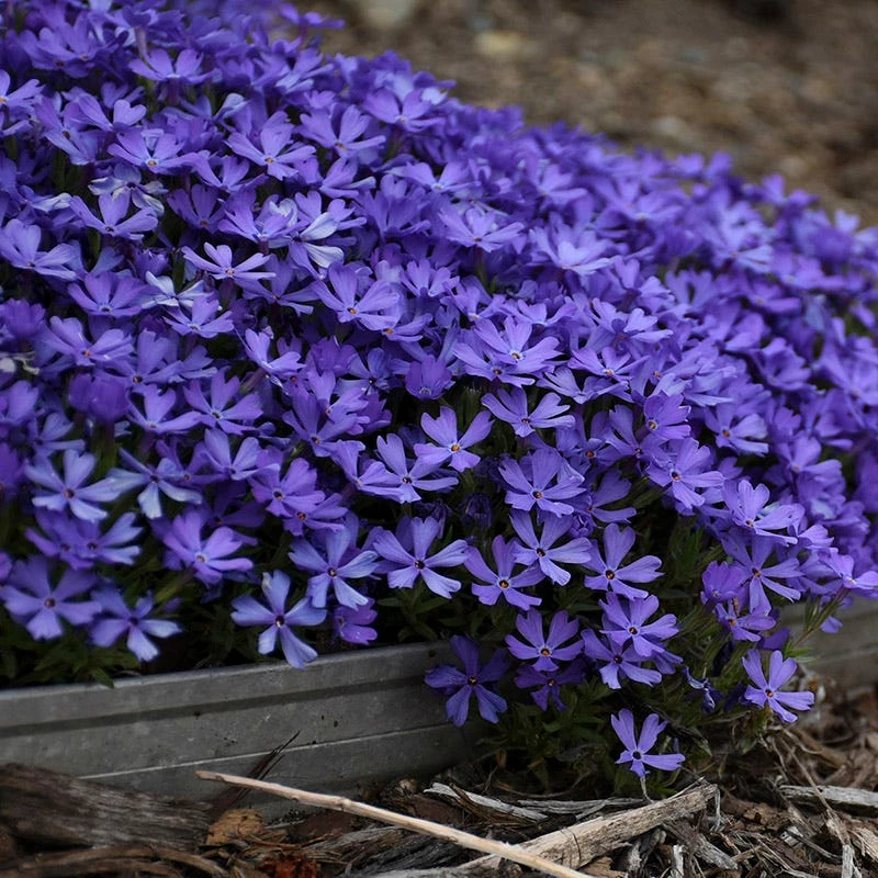 Violet Pinwheels Phlox 4 Violet Pinwheels Phlox - Image 2