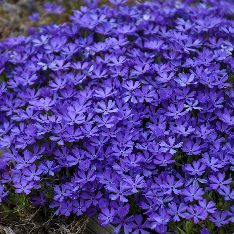 Violet Pinwheels Phlox 5 Violet Pinwheels Phlox - Image 3