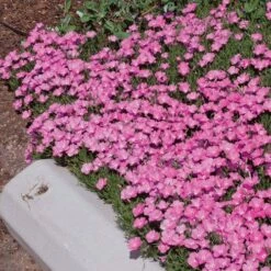 Perfect Pink Santa Fe Phlox -High Country Gardens Sales phlox nana perfect pink 77114 2 web 1