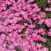 Perfect Pink Santa Fe Phlox 1 Perfect Pink Santa Fe Phlox -High Country Gardens Sales phlox nana perfect pink 77114 web 1 1