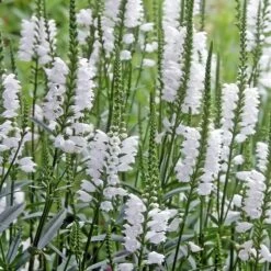Crystal Peak White Obedient Plant 6 Crystal Peak White Obedient Plant -High Country Gardens Sales physostegia virginiana crystal peak white obedient plant shutterstock 11
