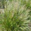 Pixie Fountain Tufted Hair Grass -High Country Gardens Sales pixie fountain tufted hair grass