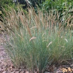 Mini Oat Grass (Poa) -High Country Gardens Sales poa secunda var juncifolia garden
