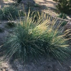 Mini Oat Grass (Poa) -High Country Gardens Sales poa secunda var juncifolia garden growing