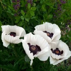 Royal Wedding Oriental Poppy -High Country Gardens Sales poppy royal wedding and baptisia twilight ablanton