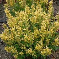 Poquito™ Butter Yellow Agastache -High Country Gardens Sales poquito butter yellow agastache 3