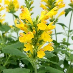 Poquito™ Butter Yellow Agastache -High Country Gardens Sales poquito butter yellow agastache 4