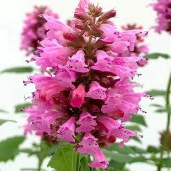 Poquito™ Lavender Agastache -High Country Gardens Sales poquito lavender agastache close up
