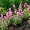 Poquito™ Lavender Agastache -High Country Gardens Sales poquito lavender agastache garden