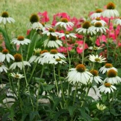 PowWow® White Echinacea 8 PowWow® White Echinacea -High Country Gardens Sales pow wow white echinacea
