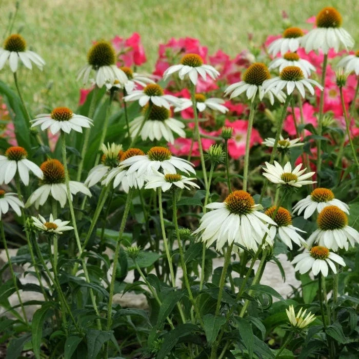 PowWow® White Echinacea 5 PowWow® White Echinacea - Image 3
