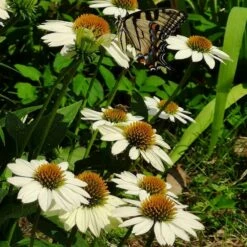 PowWow® White Echinacea 9 PowWow® White Echinacea -High Country Gardens Sales powwow white coneflower 1