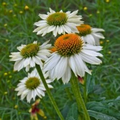 PowWow® White Echinacea 7 PowWow® White Echinacea -High Country Gardens Sales powwow white echinacea walters garden 1