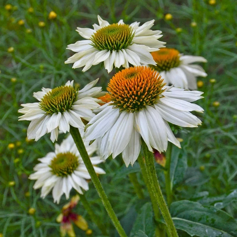 PowWow® White Echinacea 4 PowWow® White Echinacea - Image 2