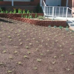 Prestige™ Buffalo Grass Plugs -High Country Gardens Sales prestige just planted plugs close 1